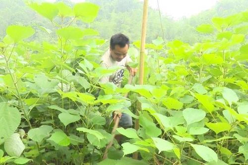 Thanh Hóa khuyến cáo người dân không nên phá bỏ ồ ạt 'cây thoát nghèo'