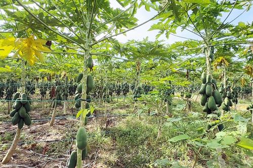 Trái cây sạch VietGAP chờ đón… Tết