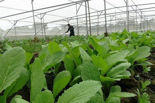 Hướng đến nền nông nghiệp sạch, xanh, bền vững