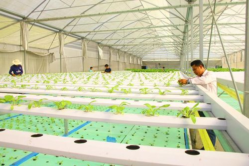 Tập trung thực hiện hiệu quả Đề án tái cơ cấu ngành nông nghiệp