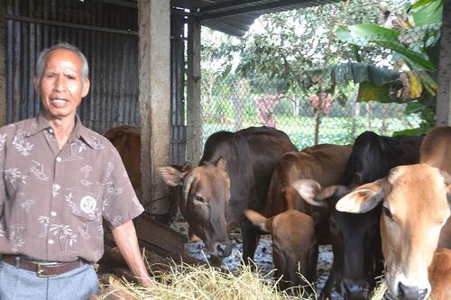 Già làng Puih Duch: Sản xuất giỏi, hòa giải hay