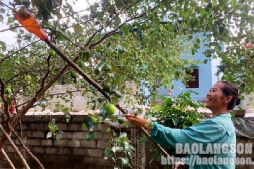 Hữu Lũng: Táo được mùa, nông dân phấn khởi