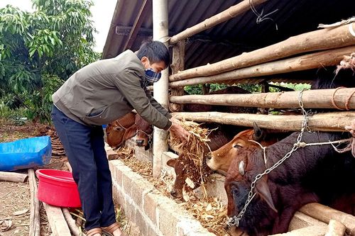 Tích cực phòng, chống đói rét cho cây trồng, vật nuôi