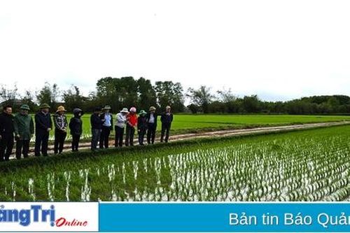 Toàn tỉnh gieo cấy xong 25.000 ha diện tích lúa vụ đông xuân 2023-2024