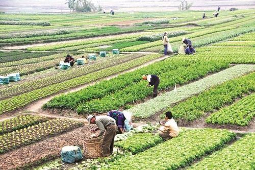Luật Đất đai mới: Người dân bị thu hồi đất nông nghiệp có thể được bồi thường bằng nhà ở