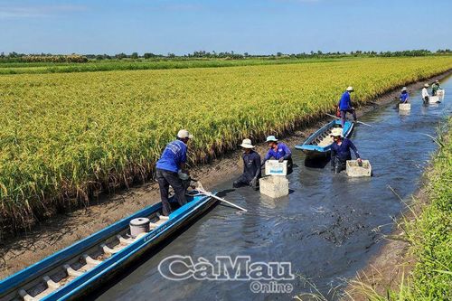 Mùa vàng trên đất nuôi tôm