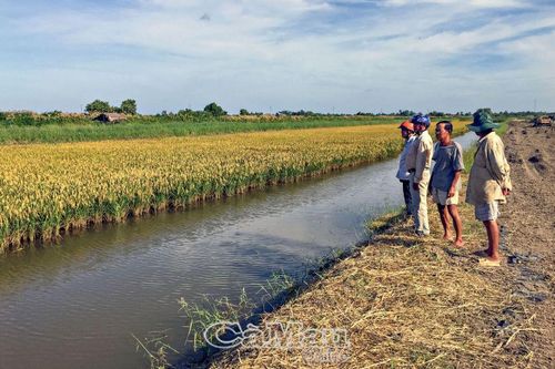 Ðịnh hướng phát triển gạo lúa - tôm OCOP