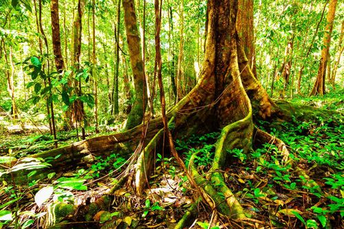 Rừng nhiệt đới thông minh đầu tiên trên thế giới