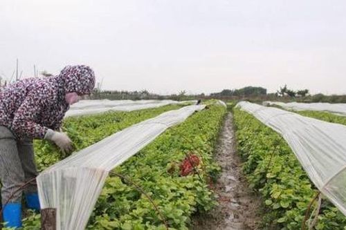 Nông dân Hà Nội bảo vệ cây trồng, vật nuôi trong giá rét