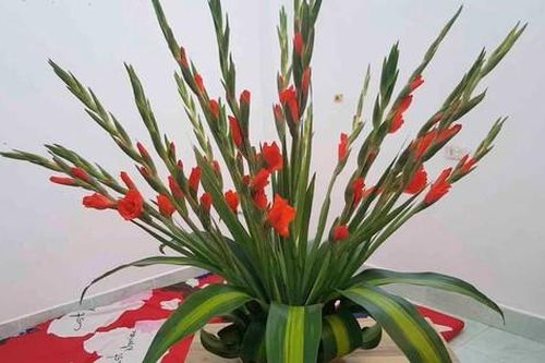 Cách cắm bình hoa lay ơn xòe đuôi công bày ban thờ đón Tết cực đơn giản, ai cũng có thể làm được