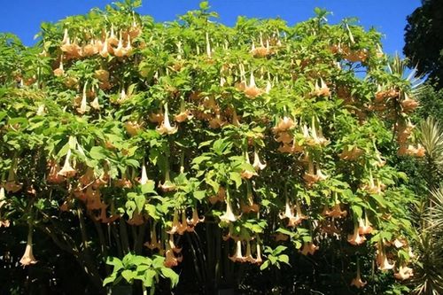 Loài cây nguy hiểm nhất thế giới mọc hoang nhiều ở Việt Nam