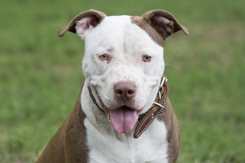Người Hàn phải xin phép nếu muốn nuôi chó Pit Bull