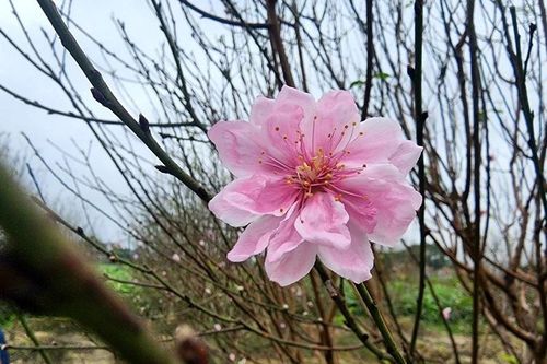 Giống đào phai bung nở hàng chục cánh được đại gia săn đón về chơi Tết