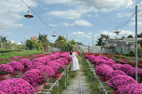Làng hoa trăm tuổi ở Cần Thơ nhộn nhịp chuẩn bị hoa Tết