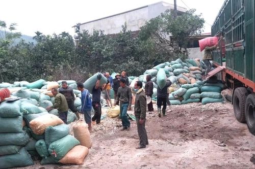 Người dân giúp tài xế khuân vác, thu gom hàng chục tấn sắn sau tai nạn giao thông