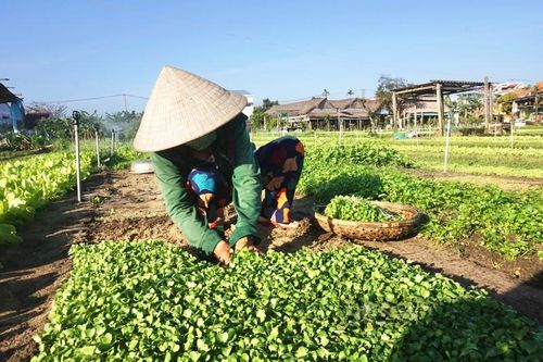 Làng rau sạch nổi tiếng nhất miền Trung hối hả vào vụ Tết
