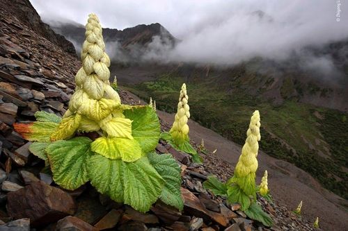 Sự thật bất ngờ loài cây '400 năm nở hoa một lần' trên Himalaya