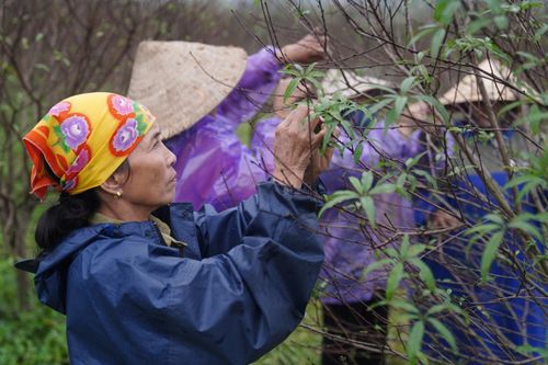 Người trồng đào phai ở Hà Tĩnh đang hồi hộp chờ Tết
