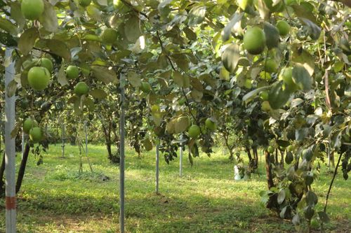 Anh nông dân 'biến vùng đất hoang' thành vườn táo trĩu quả