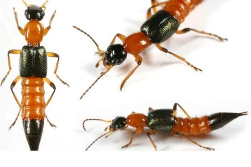 Cô gái trẻ hôn mê vì bị kiến đốt