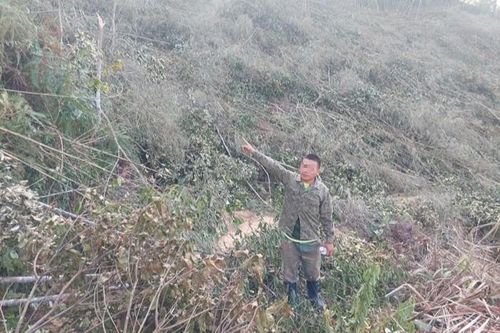 Tạm giam đối tượng phá 1,6ha rừng làm nương rẫy