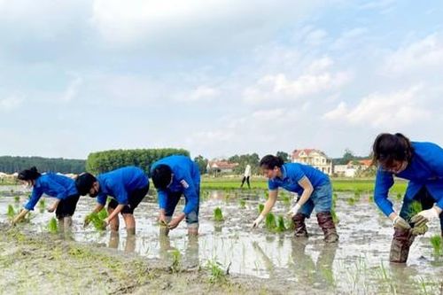 Lội bùn cấy lúa giữa trời giá rét giúp gia đình đoàn viên khó khăn