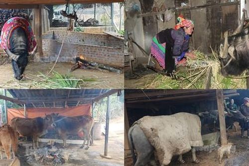 Rét run cầm cập, người dân vùng cao quấn chăn, đốt lửa sưởi ấm cho trâu bò