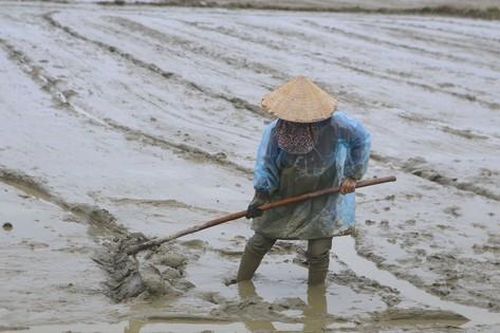 Lạnh thấu xương, nông dân 'cắn răng' bì bõm lội xuống đồng