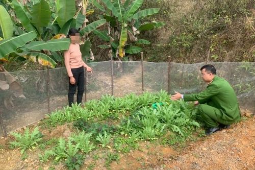 1 ngày, phát hiện 2 vụ, phá nhổ 654 cây thuốc phiện