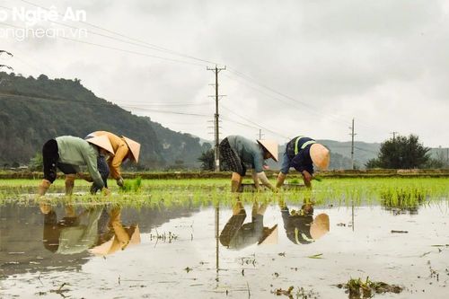 Cách làm hay giúp nông dân Nghệ An gieo cấy vụ xuân kịp thời vụ, tiết kiệm chi phí