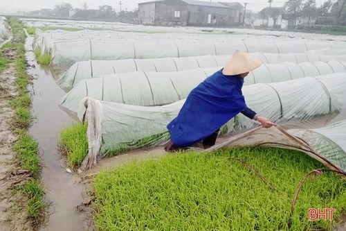 Rét đậm kéo dài, nông dân Hà Tĩnh tăng cường 'giữ sức' cho lúa xuân
