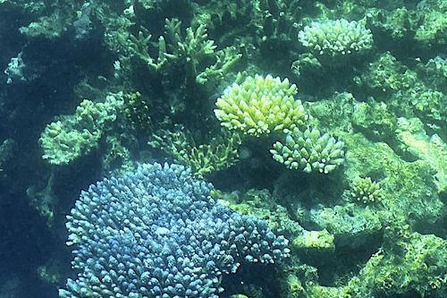 Palau trở thành quốc gia đầu tiên phê chuẩn Hiệp định về Biển cả