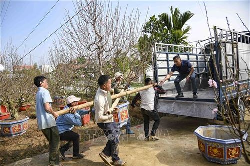 Làng hoa lớn nhất Điện Biên nhộn nhịp ngày giáp Tết