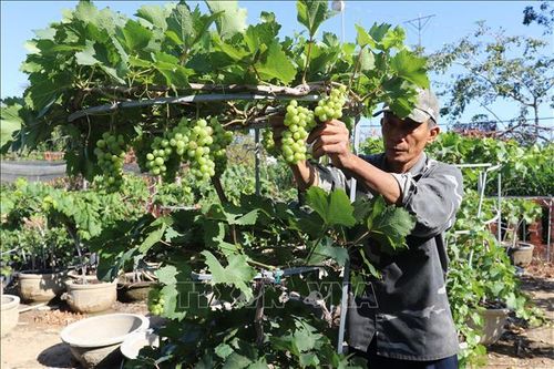 Cung cấp hàng nghìn chậu nho cảnh độc đáo phục vụ thị trường Tết