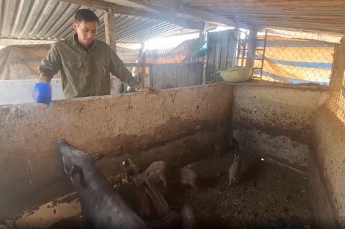 Anh nông dân nuôi con vật quen thuộc theo cách 'đặc biệt', đều tay thu 250 triệu
