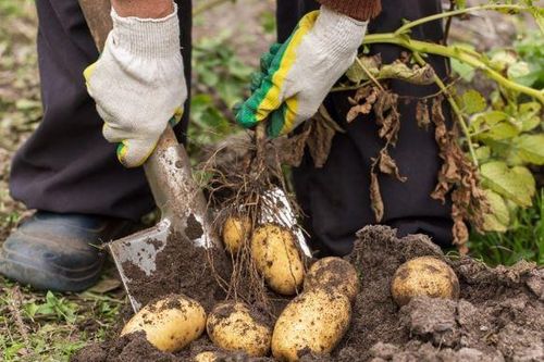 Bị phạt đi đào khoai tây, nam sinh tìm thấy kho báu Ai Cập cổ đại 4.000 năm tuổi