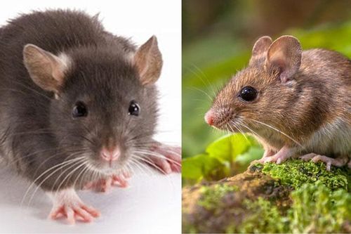 Chuyện lạ có thật: Loài chuột cũng biết tưởng tượng giống hệt con người, giới khoa học nói gì về điều này?
