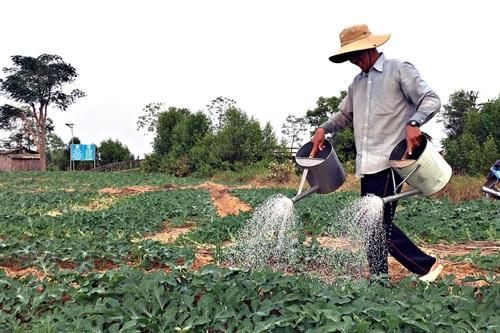 'Ngọt hóa' trái dưa hấu trên vùng nhiễm mặn