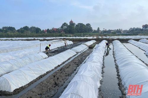 Tập trung chỉ đạo, triển khai thực hiện các giải pháp cấp bách phòng, chống rét đậm, rét hại cho cây trồng, vật nuôi, thủy sản