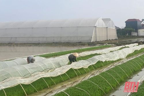 Chủ động phòng chống rét cho cây trồng, vật nuôi