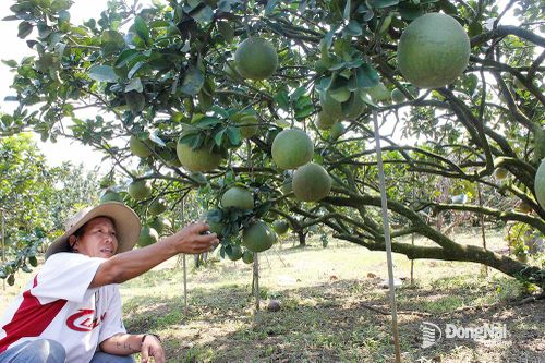 Vùng đặc sản bưởi Tân Triều vào vụ Tết
