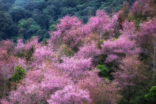 Rừng mai anh đào cổ thụ ở Langbiang bắt đầu bung nở