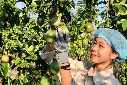 Chứng nhận sản phẩm công nghiệp nông thôn tiêu biểu: 'Chìa khóa' mở rộng thị trường tiêu thụ