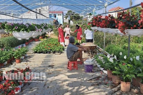 Làng hoa Ninh Phúc rộn ràng khoe sắc