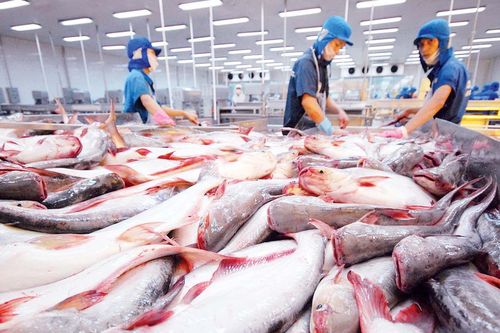 Thủy sản Vĩnh Hoàn (VHC): Lãi ròng năm 2023 giảm 52%, triển vọng quý 1/2024 vẫn ảm đạm