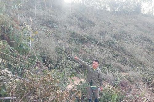 Bắt tạm giam đối tượng phá 1,6ha rừng