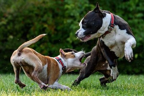 Hàn Quốc: Nuôi chó Pit Bull, Ngao phải xin giấy phép