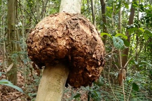 Cận cảnh loài cây cộng sinh với kiến có tên trong Sách Đỏ Việt Nam