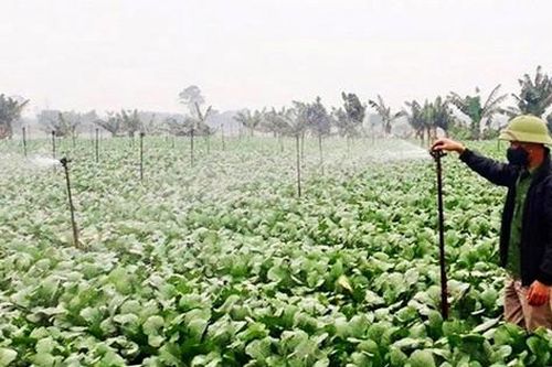 Mê Linh bảo đảm nguồn cung rau xanh dịp Tết