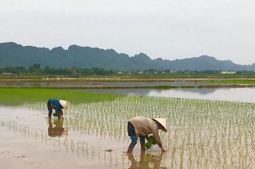 Các địa phương tích cực phòng chống rét đậm, rét hại cho cây trồng